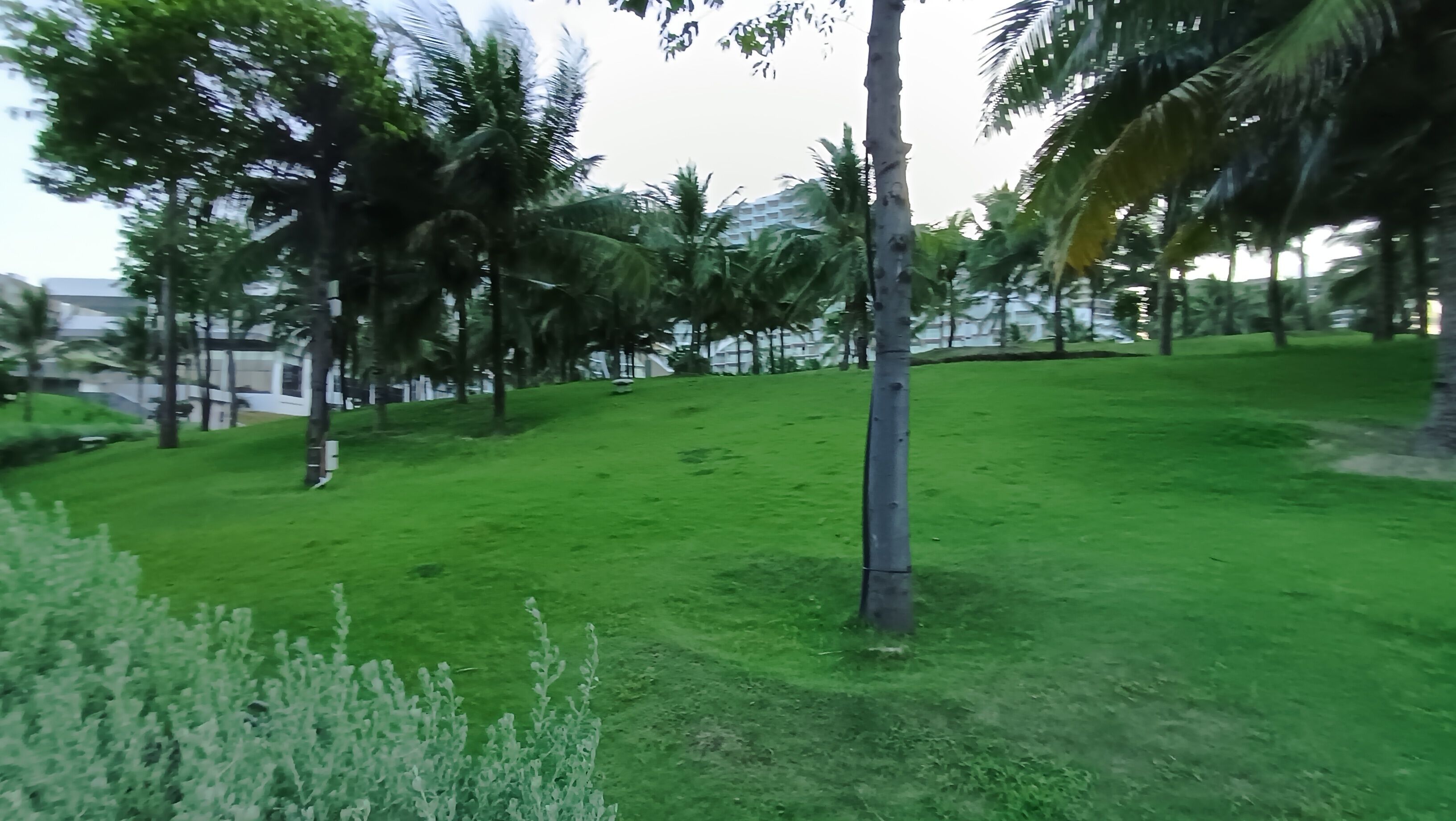 Un espacio verde con palmeras y un edificio al fondo.