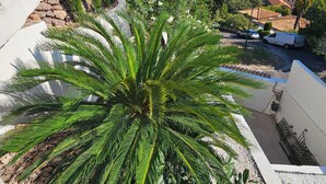 A palm tree in a landscaped area with a view of a cityscape in the background.