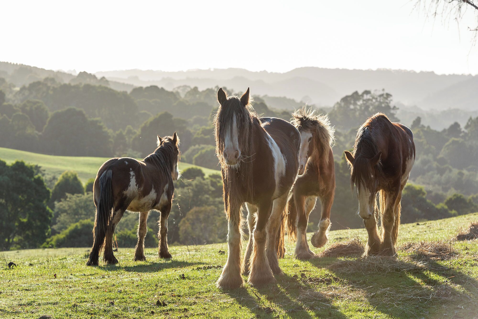 A group of horses on a grassy field with a hilly landscape in the background.