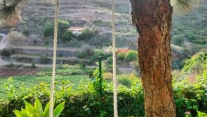 A lush landscape with terraced fields and a prominent tree trunk in the foreground. - Estudio Nuevo con Jardín Privado en Pleno Valle (La Laguna)