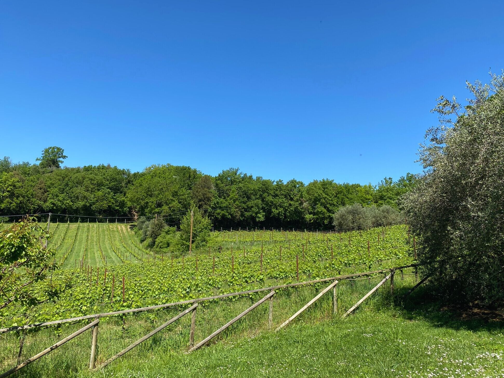 A vineyard with rows of grapevines and a wooden fence.