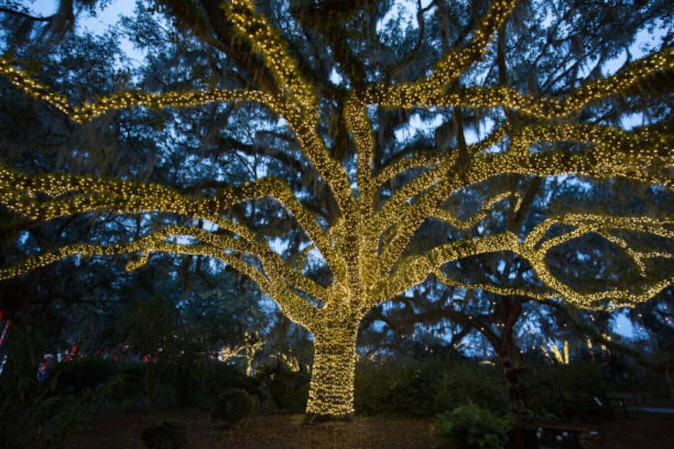 A large tree adorned with numerous lights, surrounded by a garden setting.