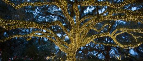 A large tree adorned with numerous lights, surrounded by a garden setting.