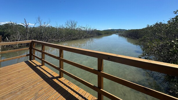 Une promenade en bois mène à une étendue d’eau calme, bordée d’une végétation dense de mangroves.