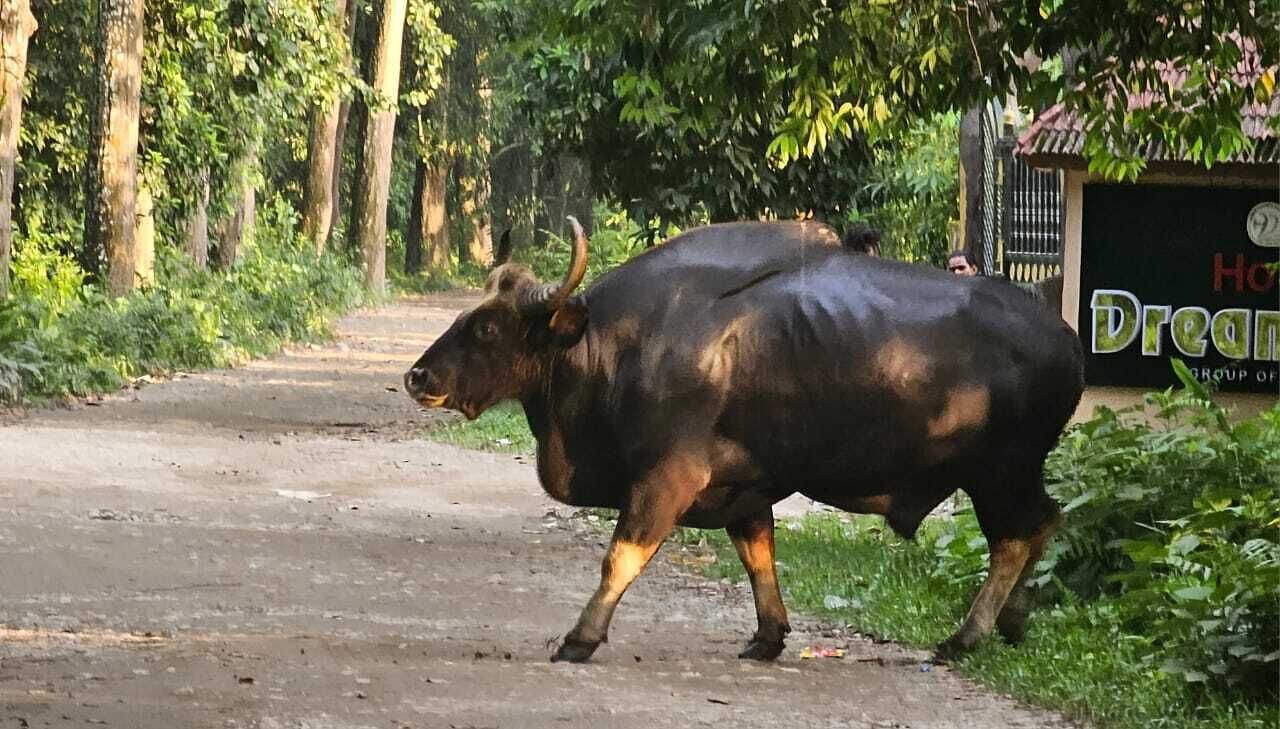 A bull walking on a dirt path beside a road.