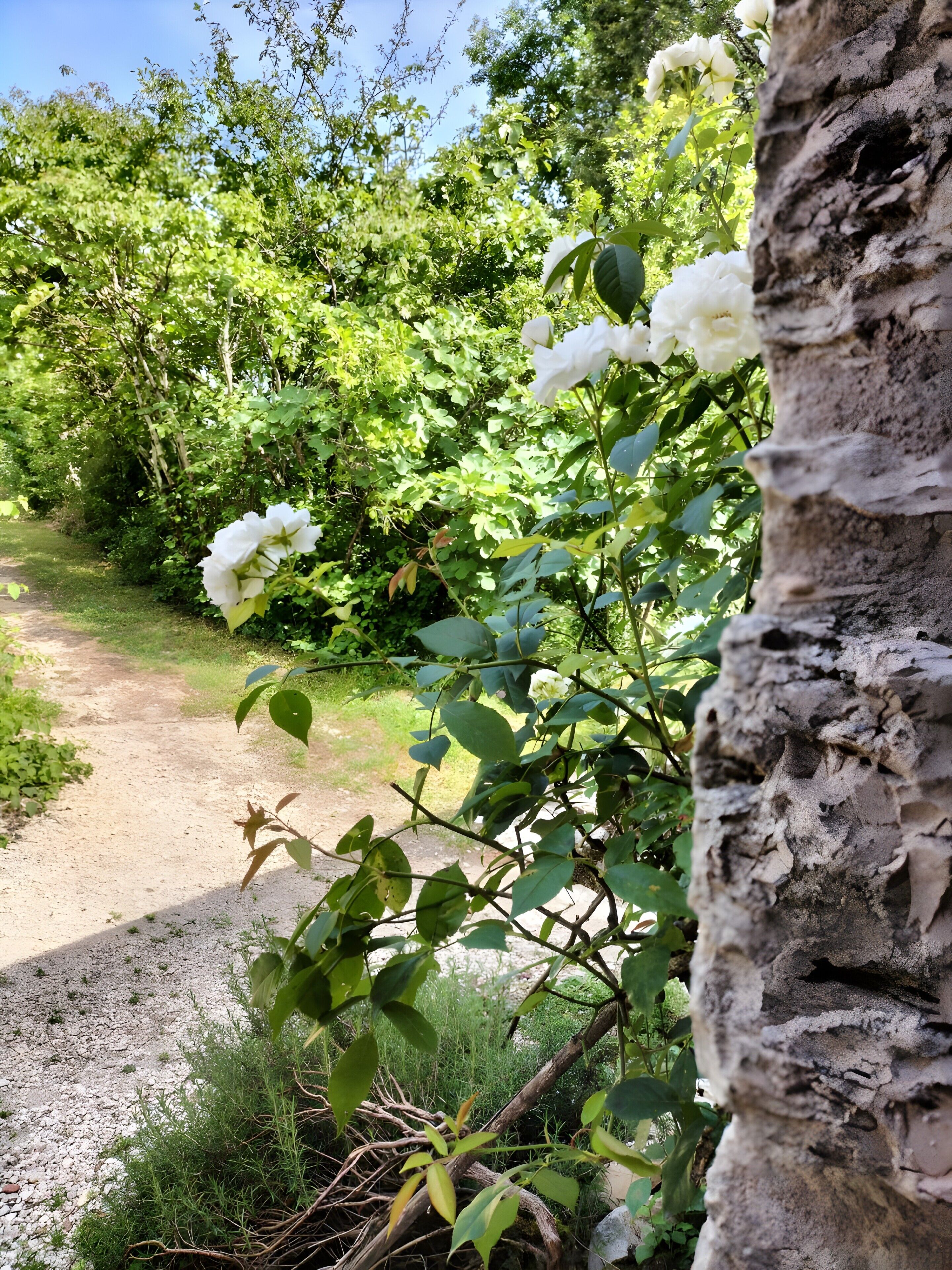 Un sendero en un jardín con flores blancas y el tronco de un árbol.