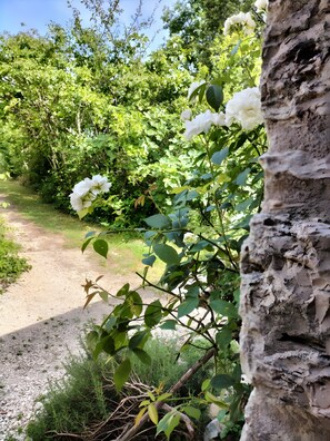 Exterior detail - Gite Le Soupadou – La Framie – Charm, Comfort and Nature in Albas (Albas)