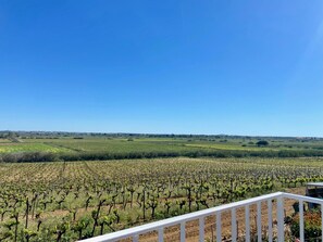 A vineyard with rows of grapevines under a clear blue sky.