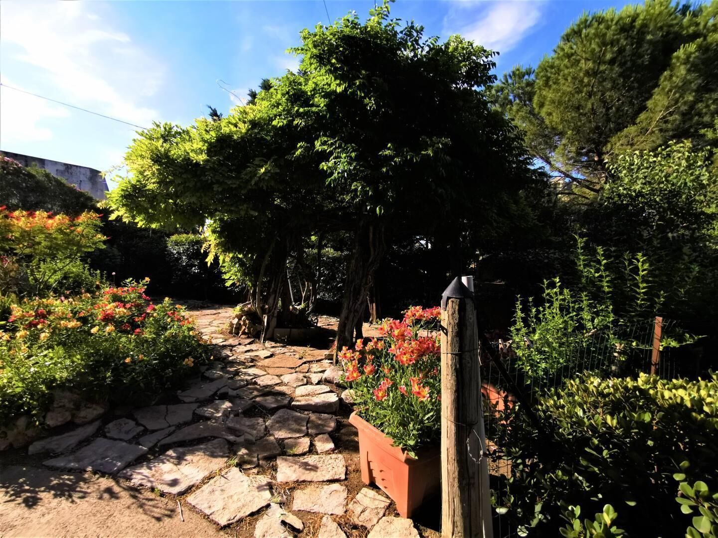 A stone pathway leading through a garden with various plants and trees.