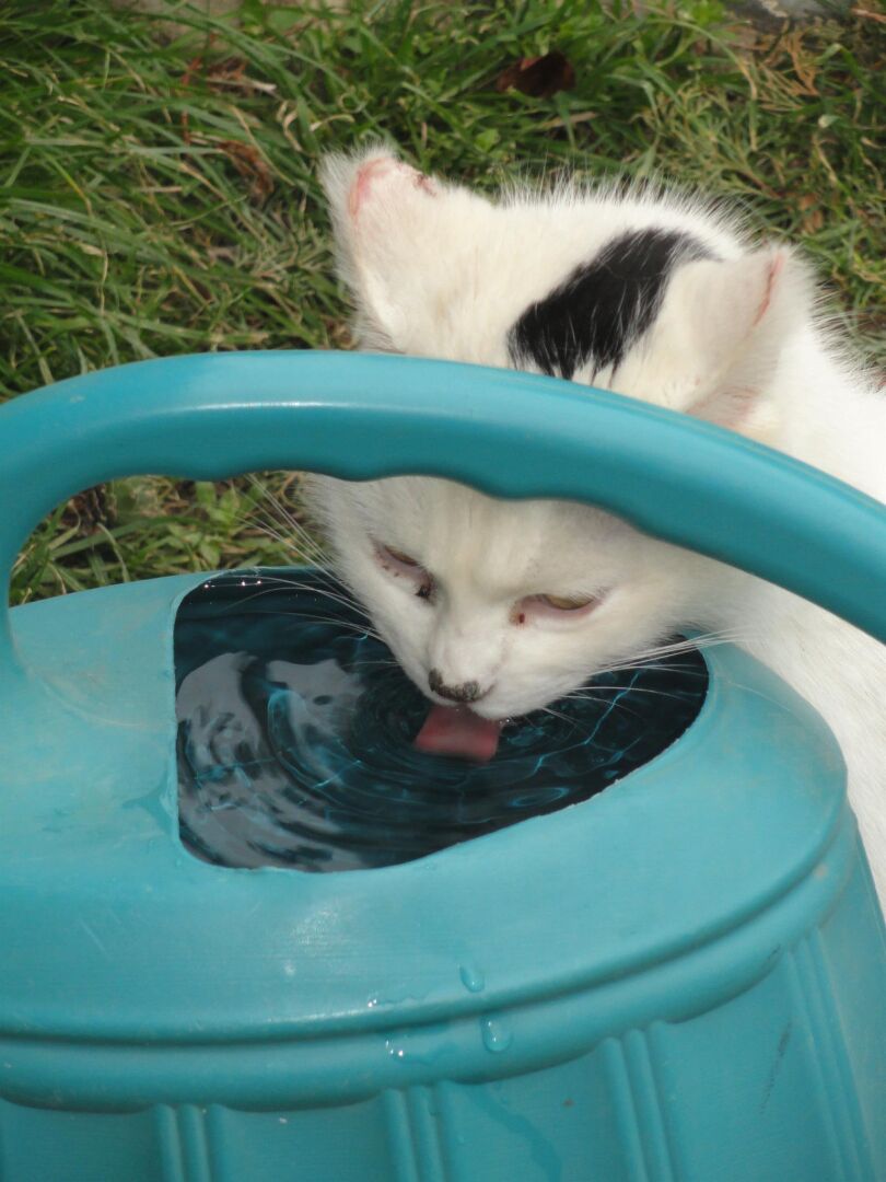A white cat with black spots drinking from a teal water container outdoors.