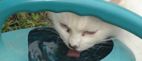 A white cat with black spots drinking from a teal water container outdoors.