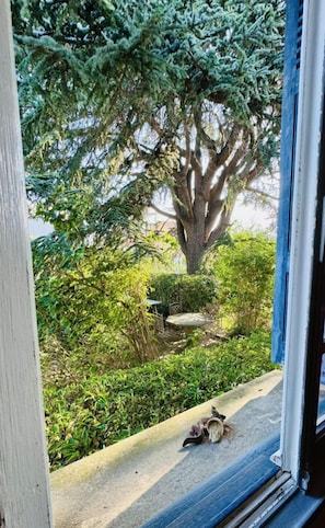 Vista desde una ventana mostrando un jardín con un árbol grande, una mesa pequeña y un banco.