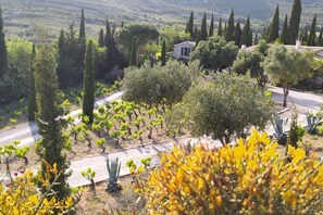 A vineyard with rows of grapevines, a road, and a building in the background.