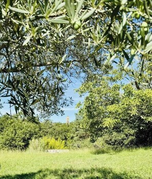 Eine natürliche Landschaft mit Olivenbäumen und blauem Himmel.
