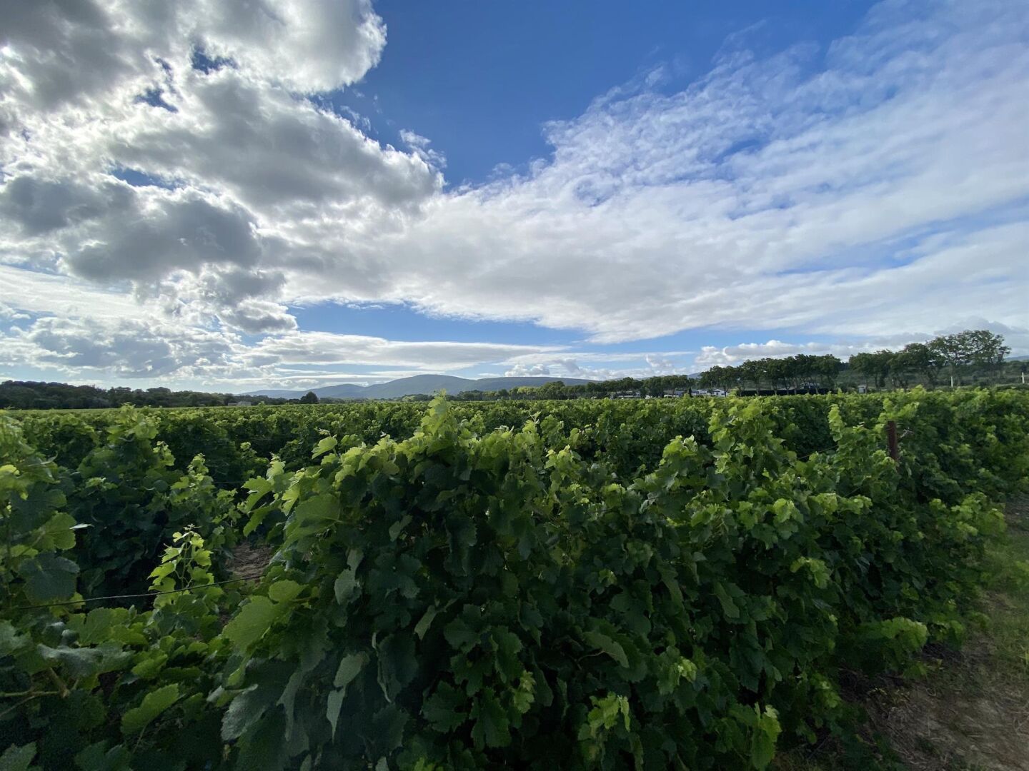 Ein Weinberg mit Rebenreihen unter einem teils bewölkten Himmel.