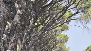 Un sentier bordé de grands arbres, qui mène à un plan d’eau où l’on aperçoit un pont au loin.