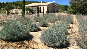Una casa rustica con tetto in tegole, circondata da campi di lavanda e cipressi.
