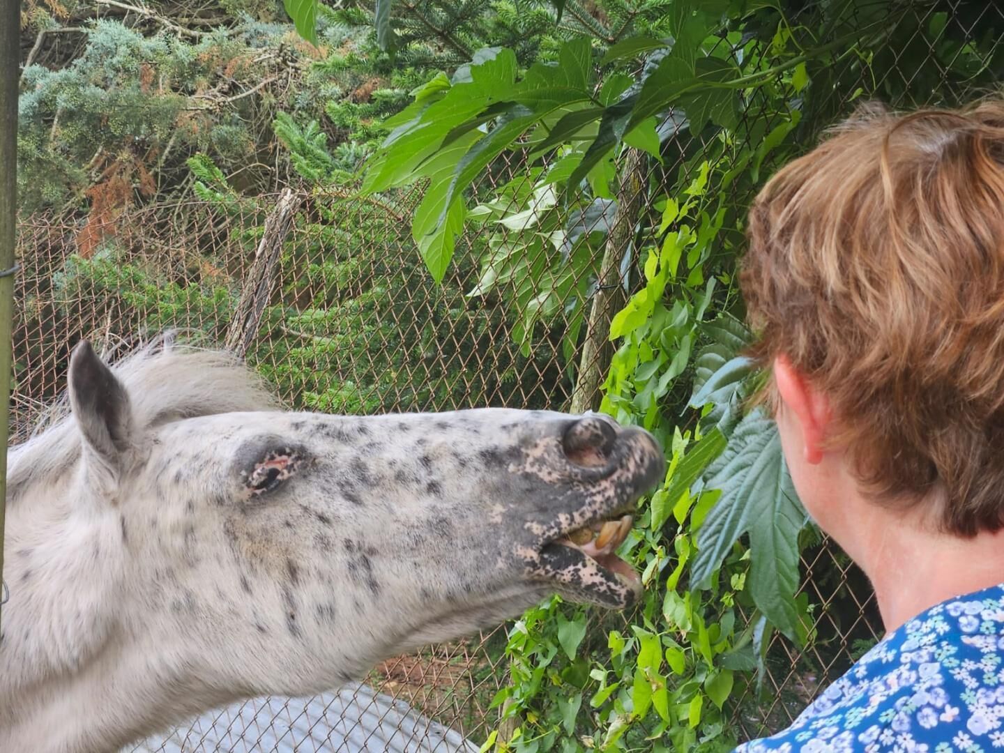 A person feeding a horse through a fence.