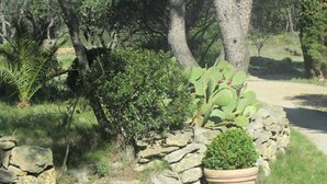 Un jardin avec un cactus, une plante en pot et un mur de pierres.