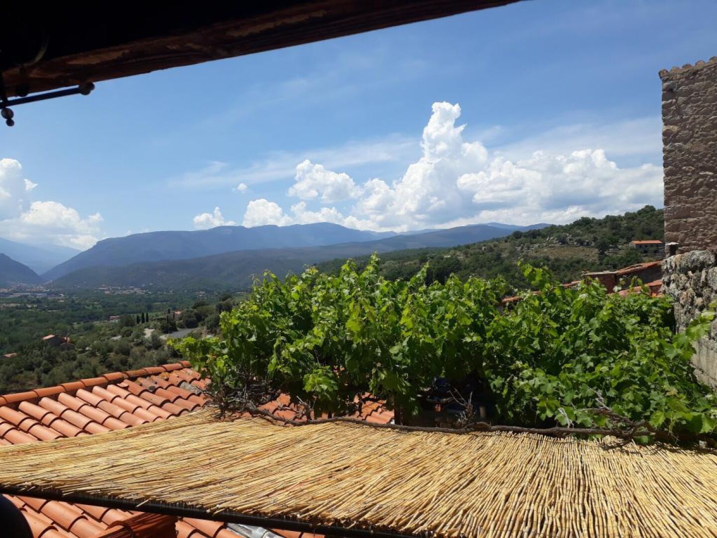 Un vignoble avec des rangées de vignes et une vue sur des montagnes lointaines, le tout sous un ciel dégagé.