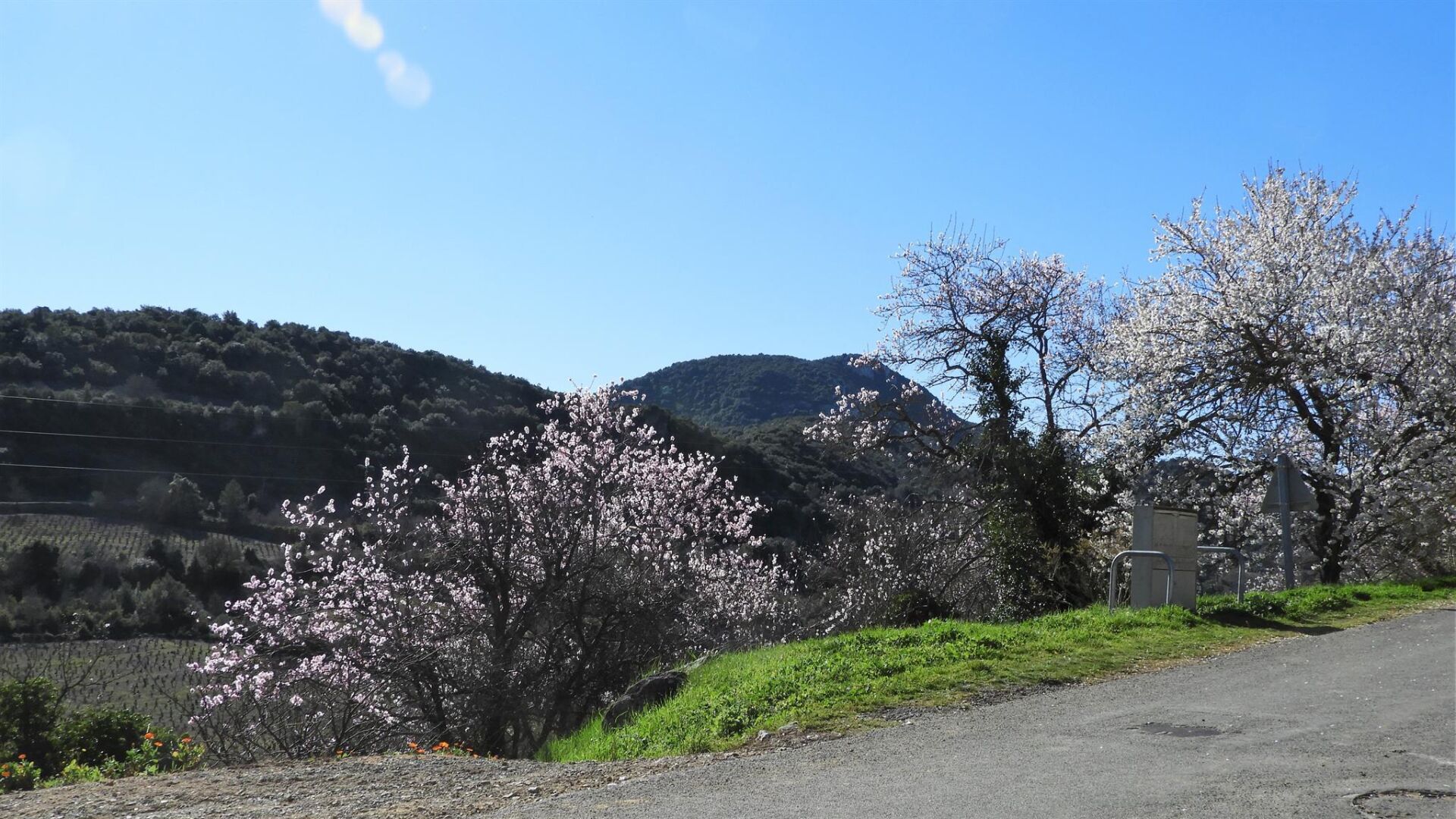 Une route de campagne bordée de cerisiers en fleurs.