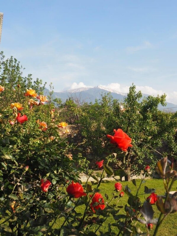 A garden with blooming roses and a mountain view in the background.