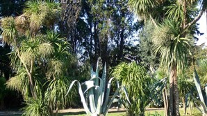 Un jardín con diversos tipos de árboles, entre ellos palmeras y una planta de agave grande.