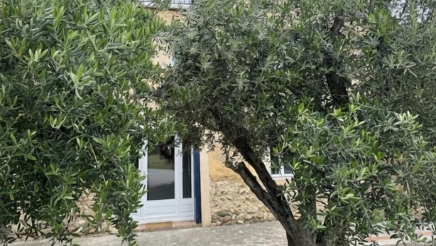 A stone building with a large window and a door, surrounded by olive trees. - Les oliviers - THUIR (THUIR)