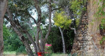 Les oliviers - THUIR