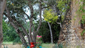 Outdoor dining - Les oliviers - THUIR (THUIR)