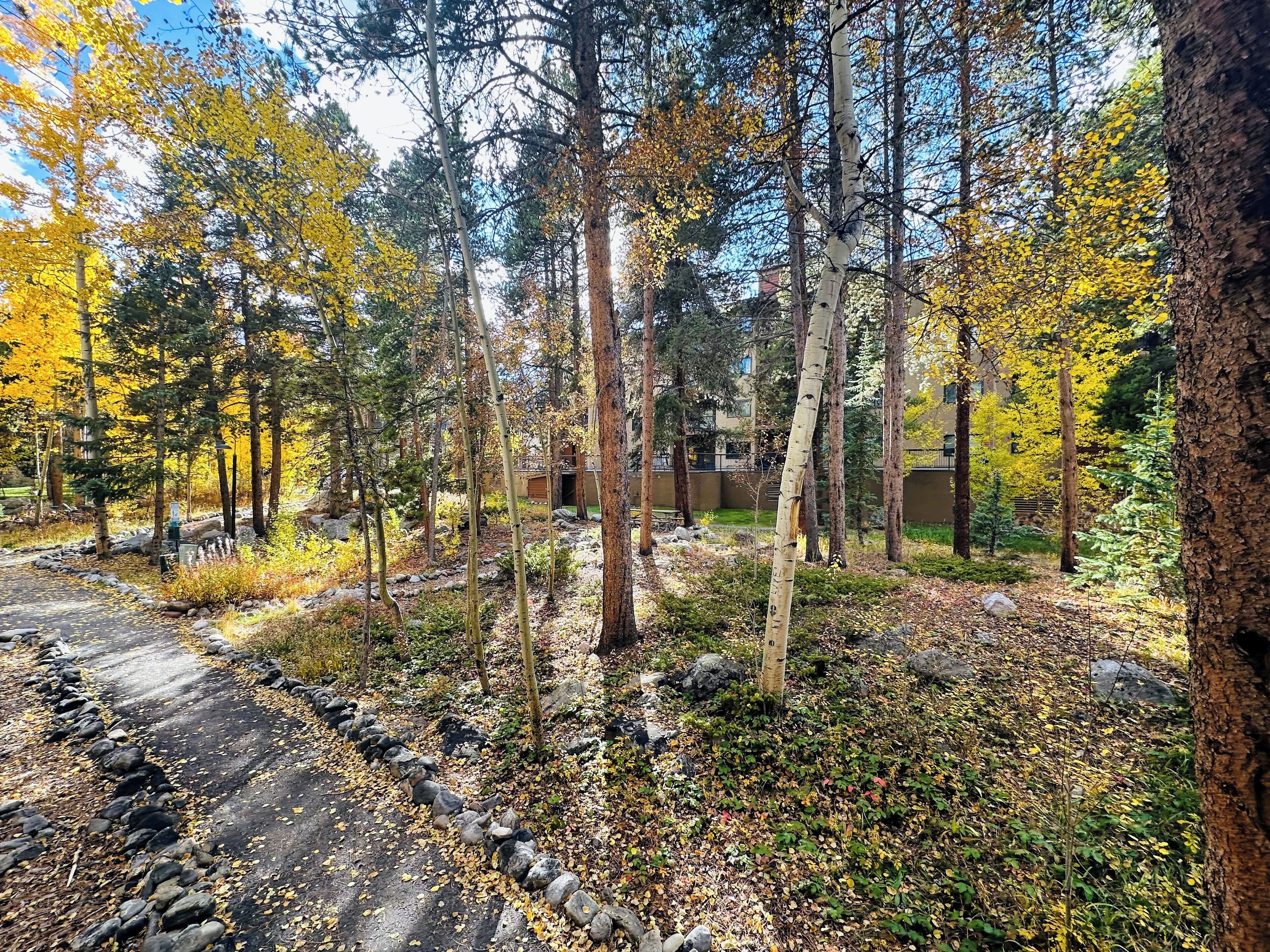 Metsäinen alue, jossa on kivillä reunustettu päällystetty kävelypolku, ja jota ympäröivät puut, joiden lehdet ovat keltaisia.
