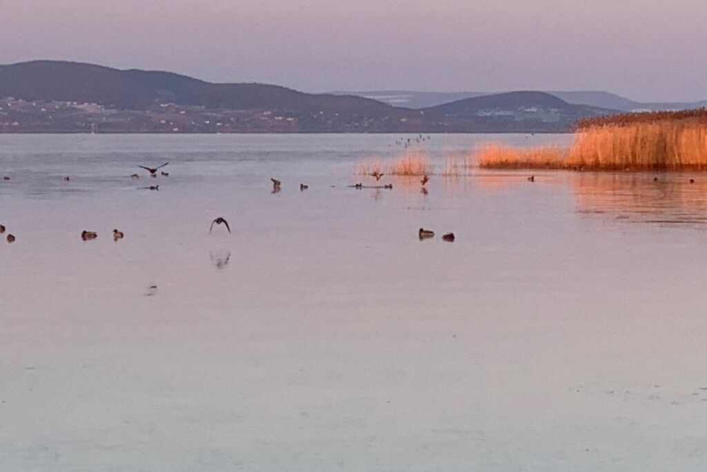 Un lac paisible où l’on peut observer des oiseaux qui volent et se posent sur l’eau, le tout entouré de collines et de roseaux.