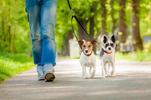 Dois cães passeando a coleira em um caminho de paralelepípedos.
