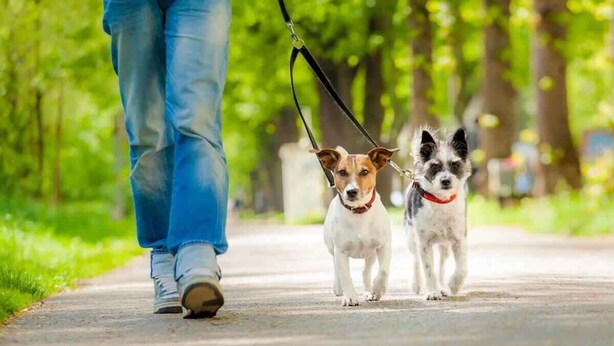 Une personne promène deux chiens en laisse sur un chemin pavé.