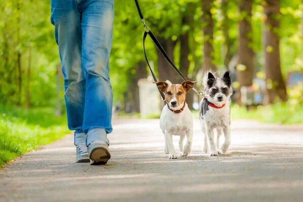 A person walking two dogs on a leash on a paved path. - Boutique Myers Park King Suite Condo with Parking Near Atrium CMC & Uptown (Charlotte)