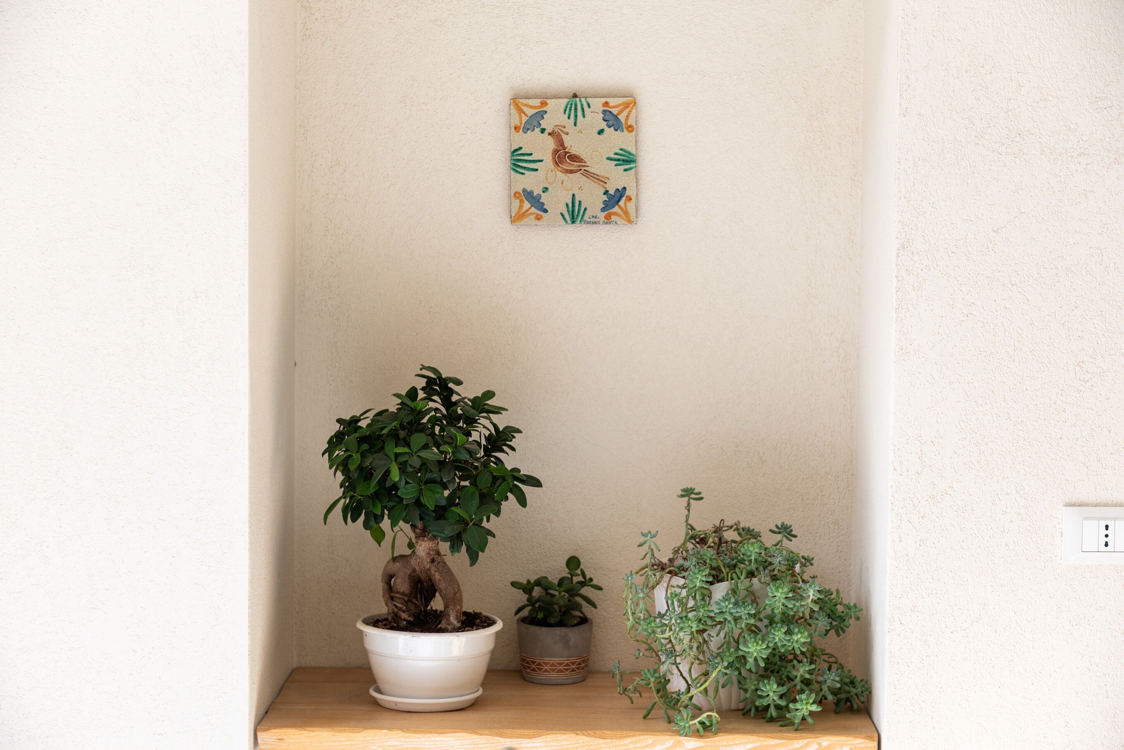 Un rincón con una planta en maceta, un pequeño reloj de pared y un enchufe.