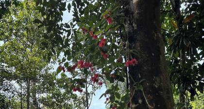 Arcadia
Lose the crowd and unplug to a 70 acre rainforest retreat.