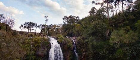 Une cascade se jetant dans un bassin entouré d’une forêt dense et d’arbres imposants.