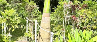 Paradis créole à Bellevue Sainte-Rose, à 5 mn des Bains soufrés de Sofaia