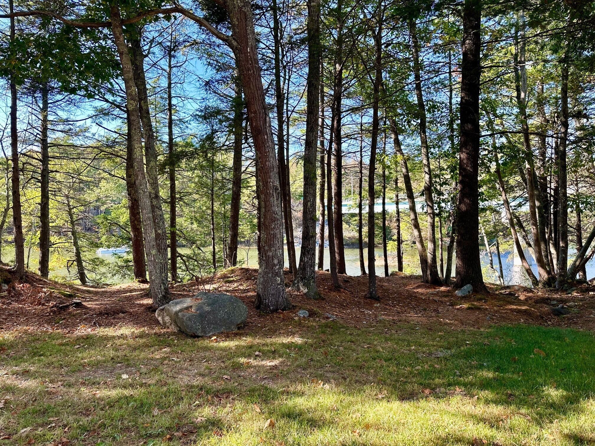 A forested area with a grassy foreground and a lake in the background.