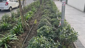 Un jardín con diversas plantas y una acera.