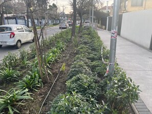 En have med forskellige planter og en fortov.