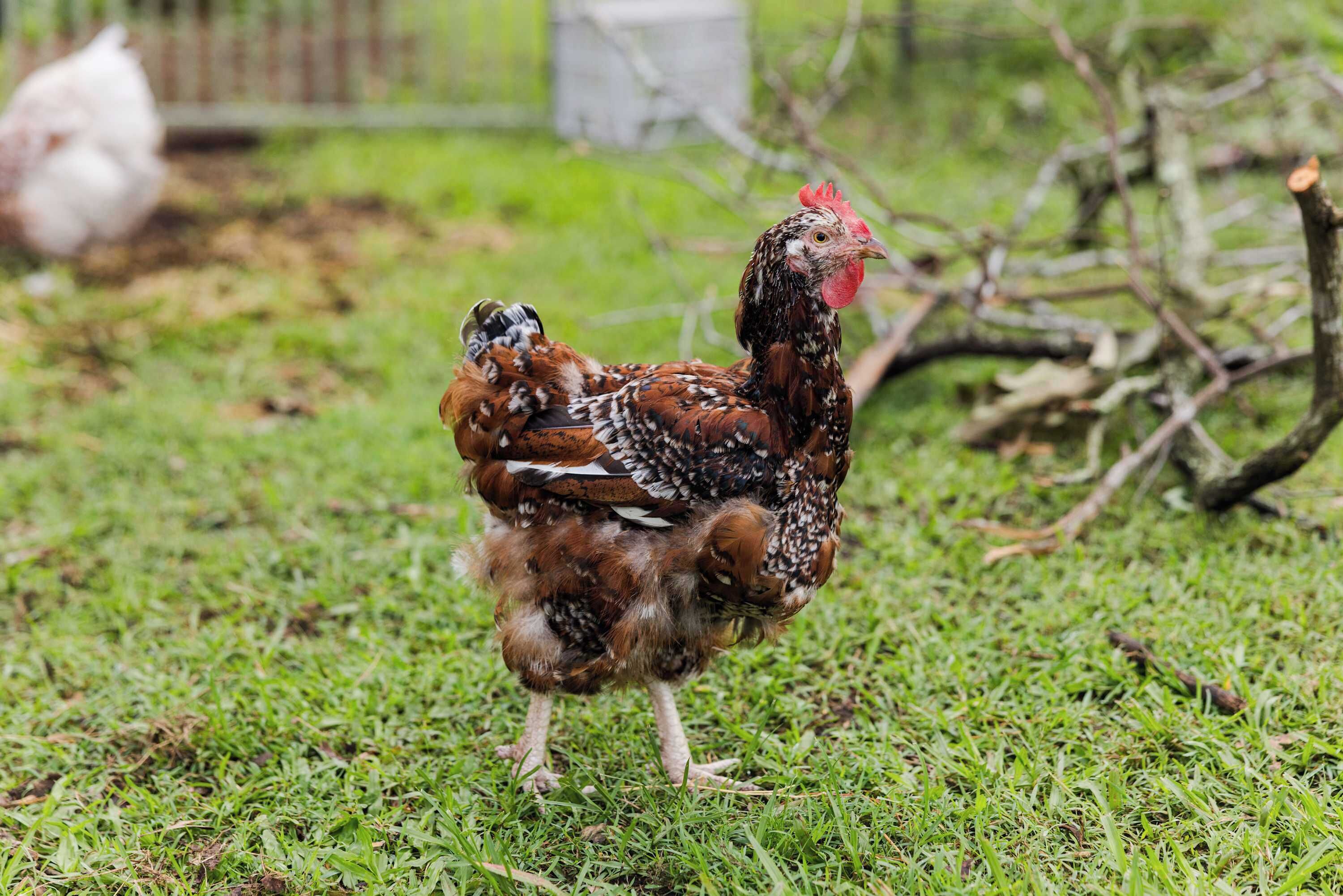 Un pollo sobre la hierba, con una cerca y otro pollo blanco al fondo.
