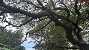 A large tree with extensive branches in a park-like setting. - Hale Naalehu LLC Bed & Breakfast (Naalehu)