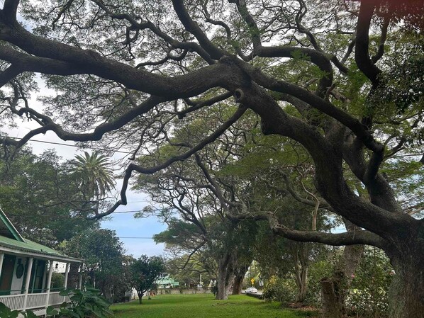 Un grand arbre aux branches luxuriantes, situé dans un cadre verdoyant qui ressemble à un parc.