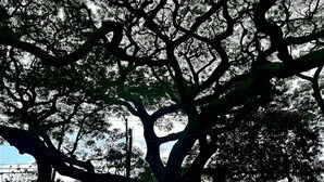 Ein Baum mit einem weitverzweigten Astwerk.