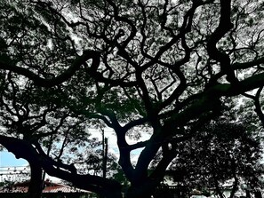 Un arbre doté d’un réseau complexe de branches.