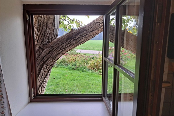 Bois, Feuille, Végétation, Marron, Verre, Suppression Des Plantes Ligneuses, Brindille, Daylighting, Dur, Tache De Bois