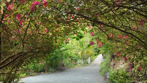 A gravel path flanked by lush greenery and pink flowers, leading to a white building. - NEW LISTING: Makere House, Cottage & Pool - Spectacular Views, 5 Mins To Beaches (Cane Garden Bay)