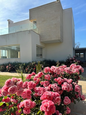 A modern house with a large garden of pink roses in front.